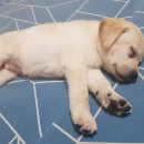 스퀘어독스 이미지