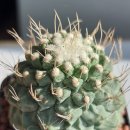 유럽 실생의 spiral Strombocactus disciformis(나선형국수)와 일반형국수들(검역법강화로 향후 도입불가) 이미지