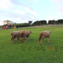 순동목장 이미지