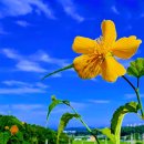 들꽃풍경 이미지