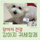 천풍 | 강아지귀청소 고민 해결, 오티프리 귀세정제 직접 써본 후기