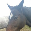 오즈의목장 이미지