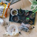 (봄맞이) 홈가드닝 이미지