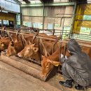 용인한우농장 이미지