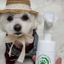 메이크펫 이미지