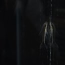 피쉬갤러리 천안점 이미지