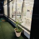 버블펫쌀롱 이미지