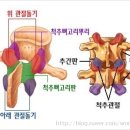 척추의 뼈(Vertebral Bone) 이미지