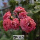 엔틱로즈와 본트로사이 이미지