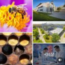 식량안보 지키는 꿀벌, dsRNAi와 나노전달체 기반 차세대 바이러스 방역기술. 꿀 nanofood. 나노식품 영양전달체 창시자 김동명 이미지