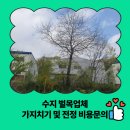 수지 벌목업체 가지치기 및 전정 비용 문의