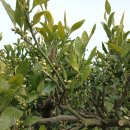 성장농장 이미지