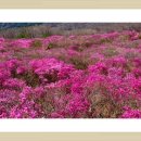 19년 4월 정기산행(비슬산) 신청하신 산우님(참곷 구경 가게용~) 이미지