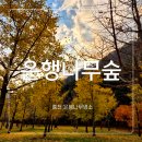 강원도 단풍 명소 홍천은행나무숲 주차 입장 시간 11월 연장 방문
