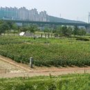 야생화생태학습장