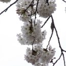 외입석 이미지