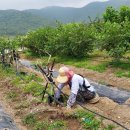 버드네농장 이미지