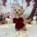 멍균관대 이미지