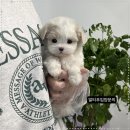 창원강아지분양 헬스독 애견입양 말티푸들포메라니안미니비숑 | 부산 강아지분양 부산강아지분양 헬스독 애견입양 말티푸들포메라니안미니비숑 알려드립니다