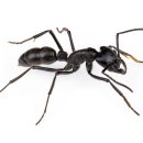 개미공원 근처 이미지