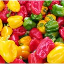 온새미로 이미지