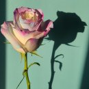 설레임(Sulleim) | 당일배송되는 예쁜 오로라 장미 🌹 설레임플라워에서 주문하세요