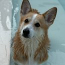 메리도그하우스2 이미지