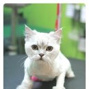뽀뽀애견샵 네이버블로그