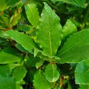 로렐(Laurel) 이미지