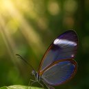 동물들의세상 이미지