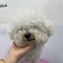 내동애견 네이버블로그