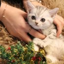 도그마루 강아지 고양이 울산점 이미지