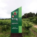 영농조합법인고성꾸지뽕 이미지