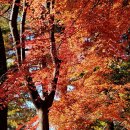 ♡애기단풍 명소 및 치유의 숲 이미지