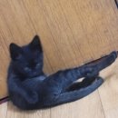 대패와냉삼 이미지