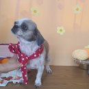 늘, 예쁘개 이미지