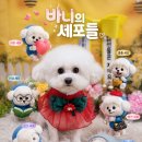 비숑 바니 이미지