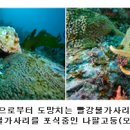 뒤바뀐 천적관계, 불가사리를 잡아먹는 나팔고둥 발견 이미지