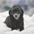 아이러브펫동물병원 이미지