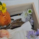 펫브릿지 이미지