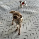 청운유치원 | [경인교대 상주 애견호텔,유치원] 댕댕,자유롭개 호텔링 내돈내산 후기