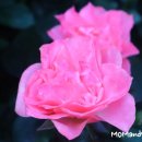 힐링 미니 이미지