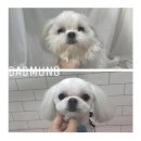 다드멍 네이버블로그