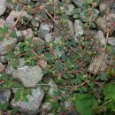 비단풀 효능 이미지