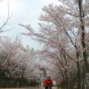염포산 벚꽃 이미지