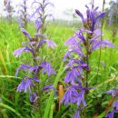 로벨리아(lobelia) 이미지