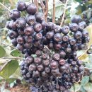 송아리농장 | [스크랩] 아로니아 신품종 킹스타케이원의 열매 수확 1.