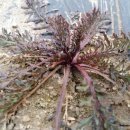 보두농장 이미지