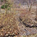 버들목장 이미지