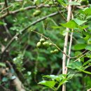 무릉리-8 이미지